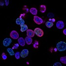 BIO181 General Biology I (4 Credit Hours)