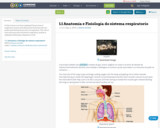1.1 Anatomia e Fisiologia do sistema respiratorio