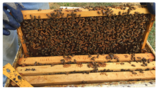 2. Hive Alive! Sweet Virginia Foundation: Everybody Has a Job Lesson
